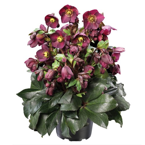 Helleborus 'Ice N' Roses' rood, in 15cm-pot