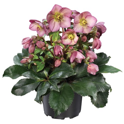 Helleborus 'Ice N' Roses' roze, in 15cm-pot