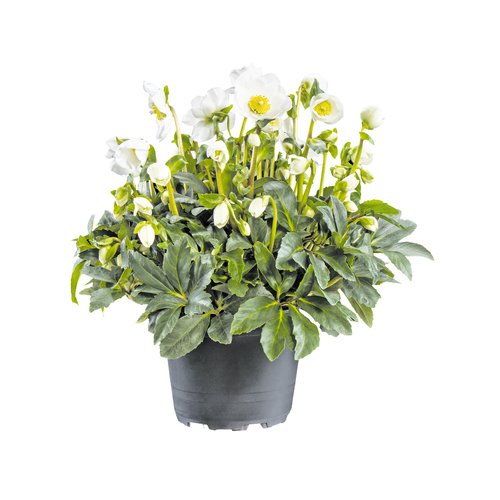 Helleborus 'niger Wintergold', in 17cm-pot