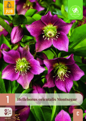 Helleborus orientalis montsegur 1st