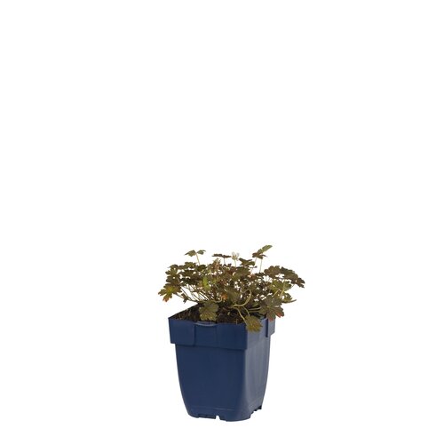 Geranium 'Sanne', in 11cm-pot