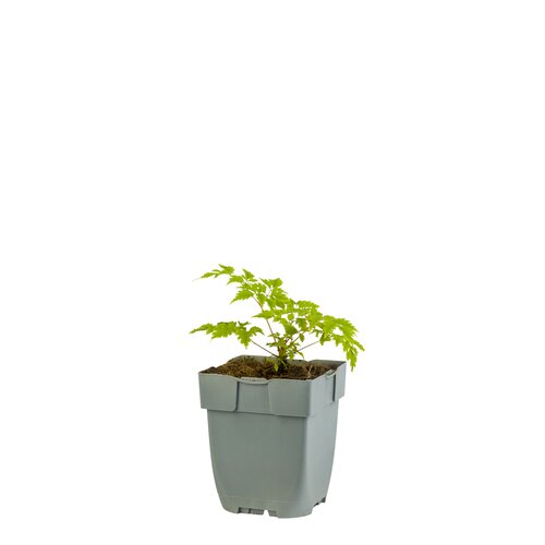 Aruncus 'Horatio', in 11cm-pot - afbeelding 1