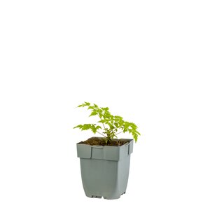 Aruncus 'Horatio', in 11cm-pot - afbeelding 1