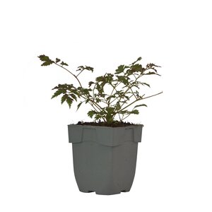 Aruncus 'Horatio', in 11cm-pot - afbeelding 2
