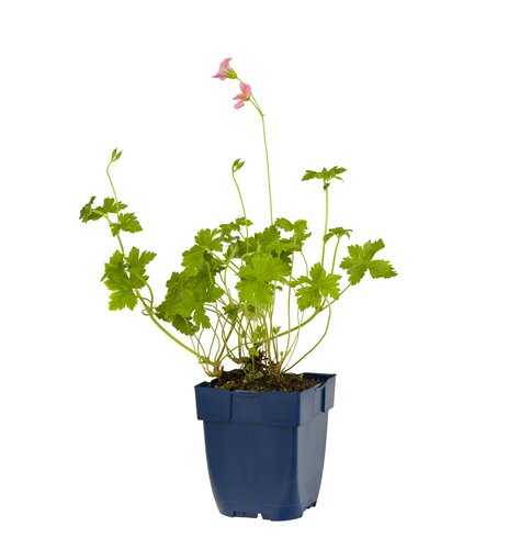 Geranium 'Orkney Pink', in 11cm-pot