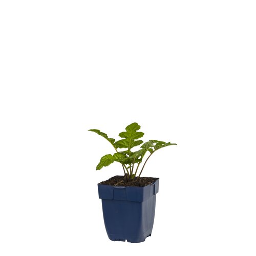 Acanthus mollis, in 11cm-pot - afbeelding 1