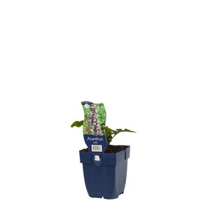 Acanthus mollis, in 11cm-pot - afbeelding 2