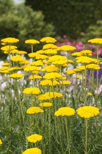 Hello Garden Achillea filipendulina 'Cloth of Gold' vaste plant - afbeelding 2