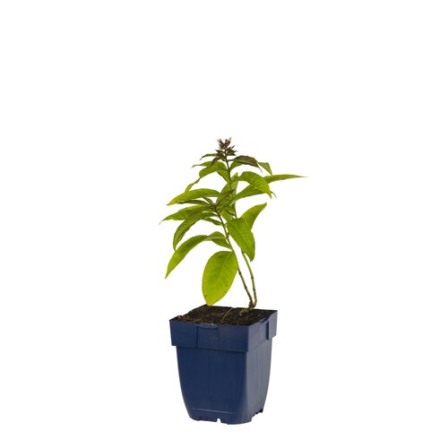 Phlox (P) 'Sw. Summer Candy', in 11cm-pot