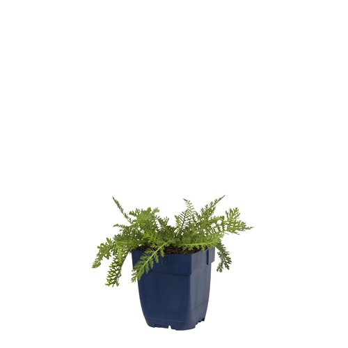 Hello Garden Achillea filipendulina 'Cloth of Gold' vaste plant - afbeelding 1