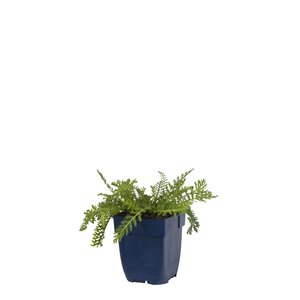 Hello Garden Achillea filipendulina 'Cloth of Gold' vaste plant - afbeelding 1