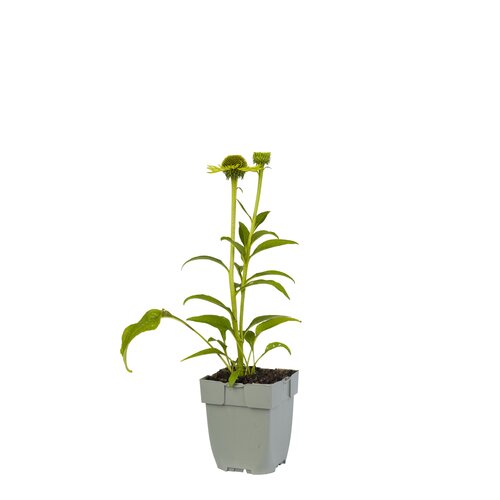 Echinacea purp. 'Green Jewel', in 11cm-pot