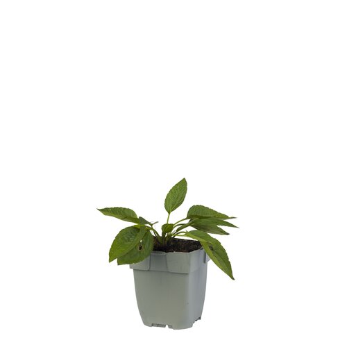 Rudbeckia fulg. 'Little Goldstar', in 11cm-pot