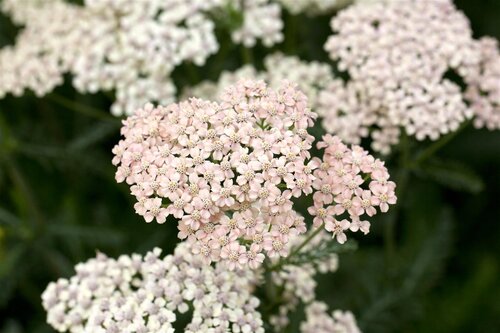 Hello Garden Achillea millefolium 'Lachsschönheit' vaste plant