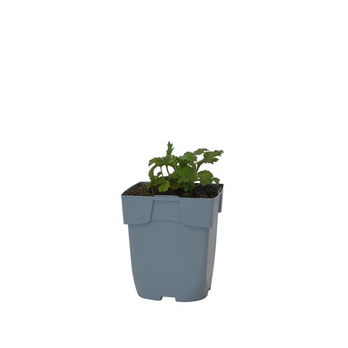 Anemone 'Wild Swan', in 11cm-pot