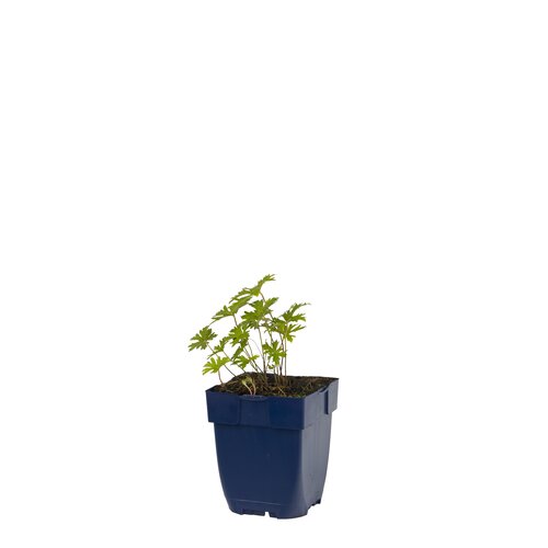 Geranium himalayense 'Baby Blue', in 11cm-pot