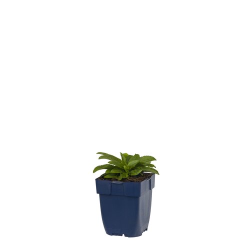 Veronica spic. Inspire Blue, in 11cm-pot