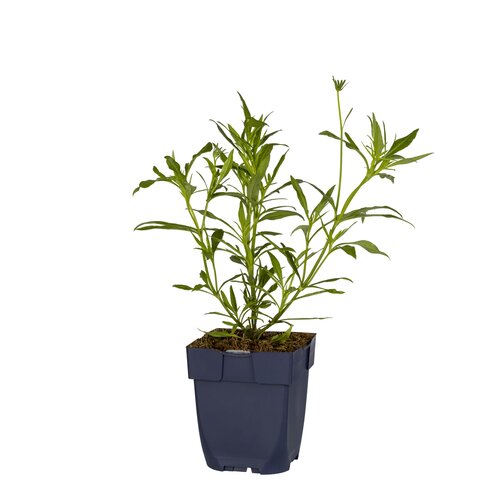Coreopsis 'Redshift', in 11cm-pot