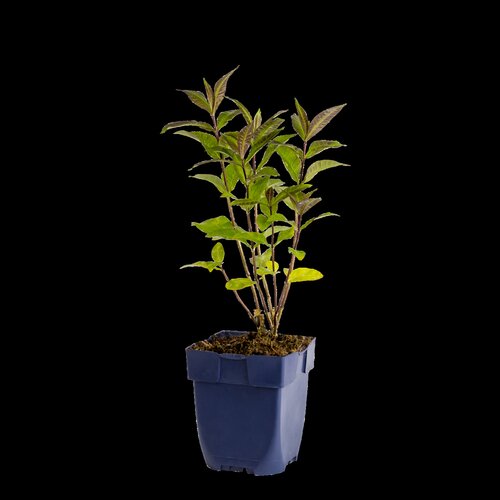 Hello Garden Achillea ptarmica The Pearl vaste plant