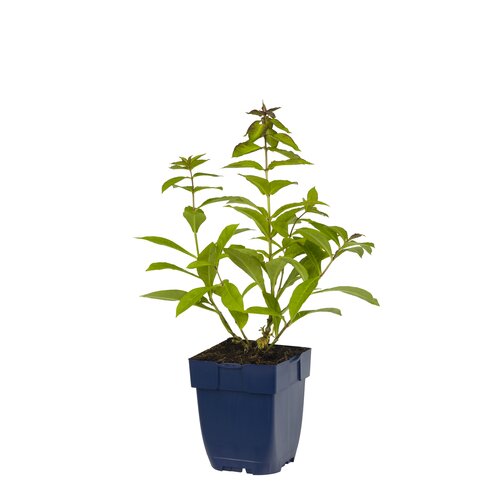 Phlox (P) 'Sw. Summer Fragrance', in 11cm-pot