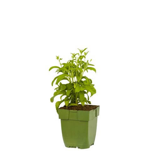 Stevia rebaudiana, in 11cm-pot