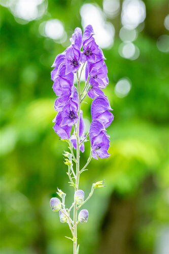 Aconitum nap. 'Album', in 11cm-pot - afbeelding 5