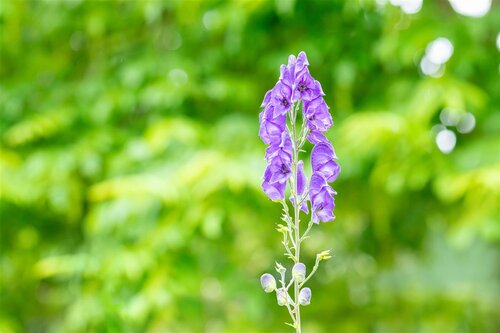 Aconitum nap. 'Album', in 11cm-pot - afbeelding 6