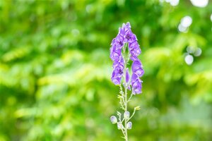 Aconitum nap. 'Album', in 11cm-pot - afbeelding 6