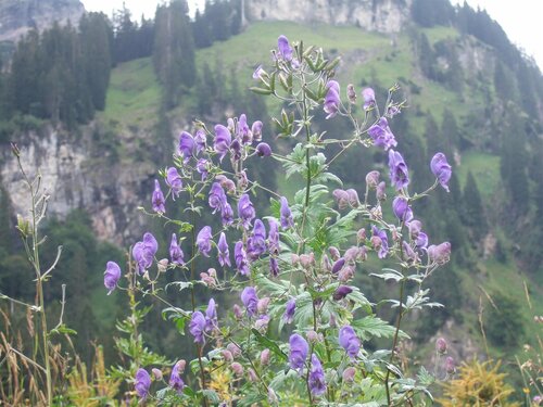Aconitum nap. 'Album', in 11cm-pot - afbeelding 3