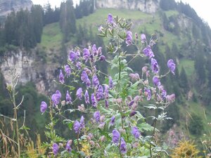 Aconitum nap. 'Album', in 11cm-pot - afbeelding 3