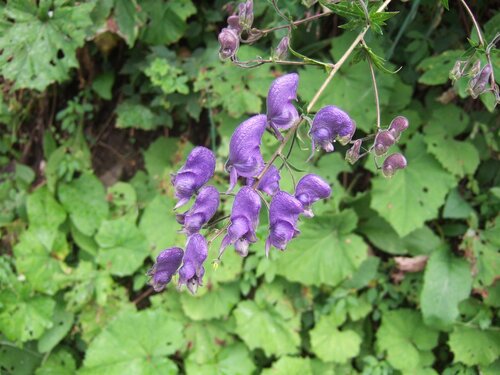 Aconitum nap. 'Album', in 11cm-pot - afbeelding 4