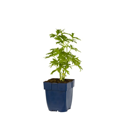 Aconitum nap. 'Album', in 11cm-pot - afbeelding 1