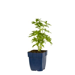 Aconitum nap. 'Album', in 11cm-pot - afbeelding 1