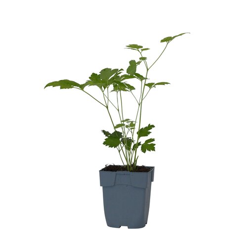 Actaea simplex 'White Pearl', in 11cm-pot