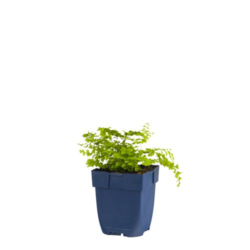 Hello Garden Adiantum pedatum varen - afbeelding 1