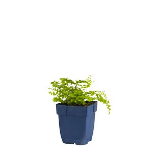 Hello Garden Adiantum pedatum varen - afbeelding 1