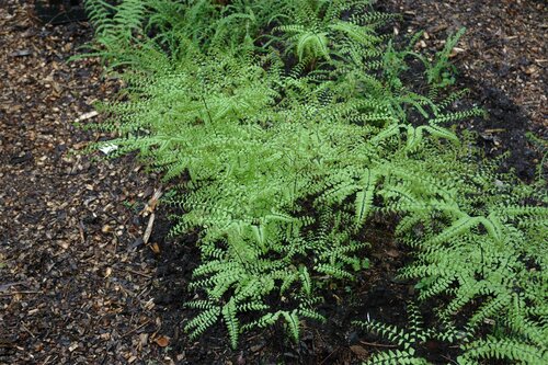 Hello Garden Adiantum pedatum varen - afbeelding 2