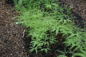 Hello Garden Adiantum pedatum varen - afbeelding 2