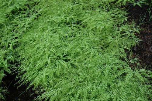 Hello Garden Adiantum pedatum varen - afbeelding 3