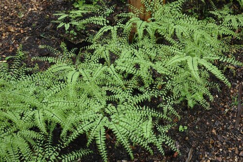 Hello Garden Adiantum pedatum varen - afbeelding 4