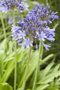 Hello Garden Agapanthus africanus vaste plant - afbeelding 4