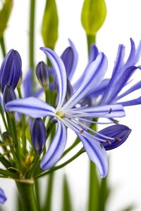 Hello Garden Agapanthus africanus vaste plant - afbeelding 5