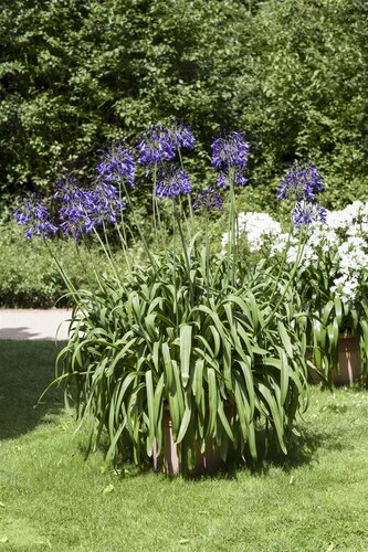 Hello Garden Agapanthus africanus vaste plant - afbeelding 6