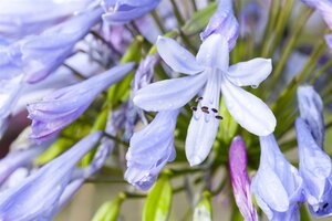 Hello Garden Agapanthus africanus vaste plant - afbeelding 2