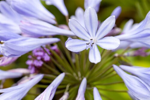 Hello Garden Agapanthus africanus vaste plant - afbeelding 3