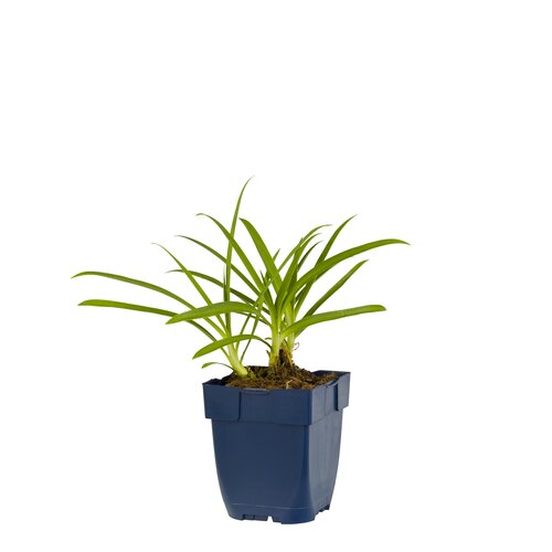 Hello Garden Agapanthus africanus vaste plant - afbeelding 1
