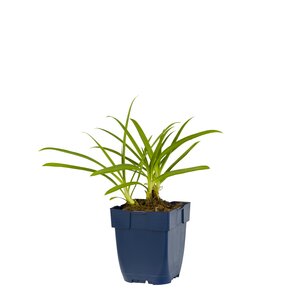 Hello Garden Agapanthus africanus vaste plant - afbeelding 1