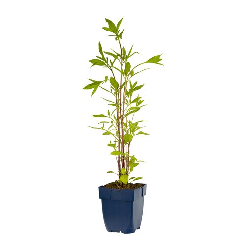 Coreopsis 'Full Moon', in 11cm-pot