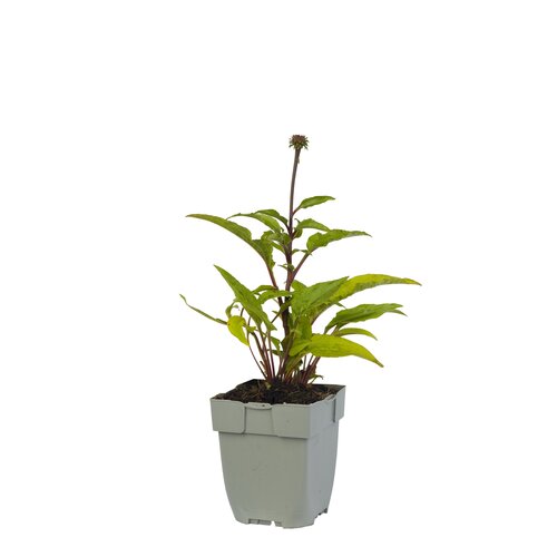Echinacea purp. 'Sensation Pink', in 11cm-pot