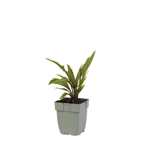 Hello Garden Agastache Blue Fortune vaste plant